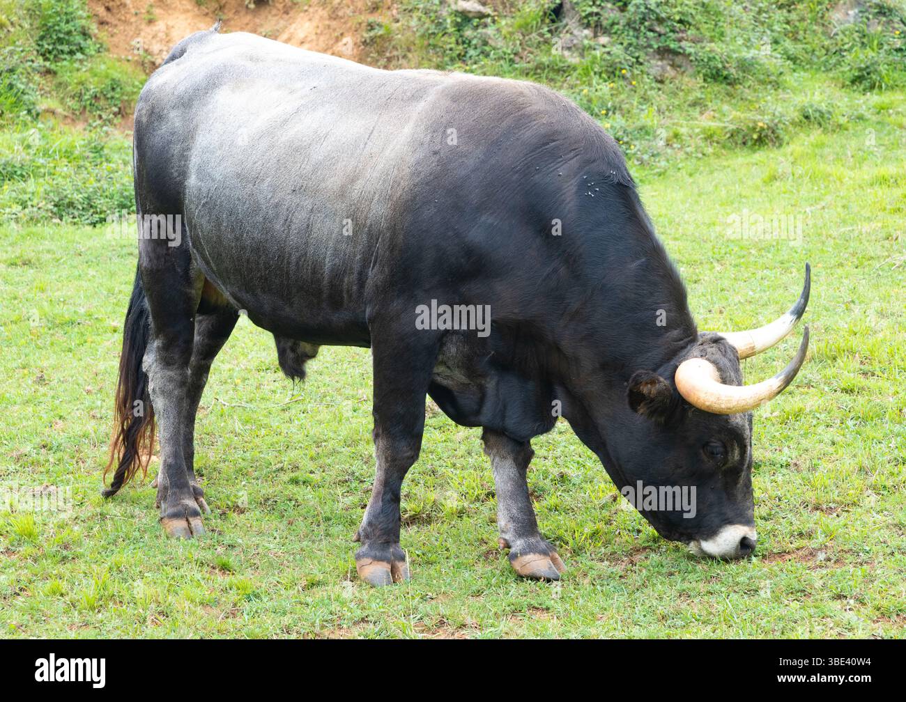 Un taureau paissait sur de l'herbe dans un champ. Le taureau a une grande corne sur sa tête et une grande bosse sur son dos.taureau noir. Banque D'Images