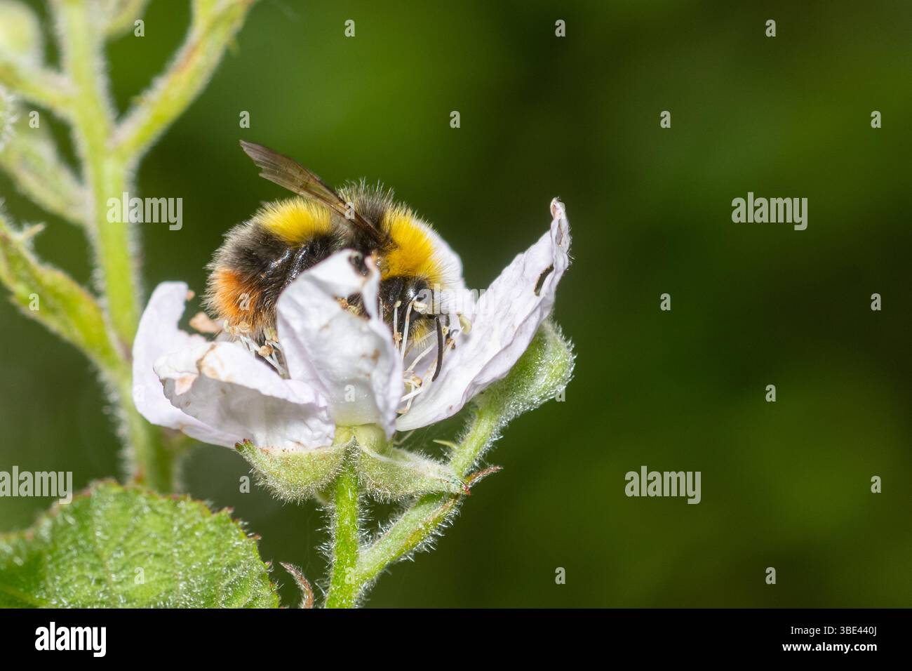 Bourdon précoce (Bombus pratorum) buvant sur des ronces ou des fleurs de ronce, Angleterre, Royaume-Uni Banque D'Images
