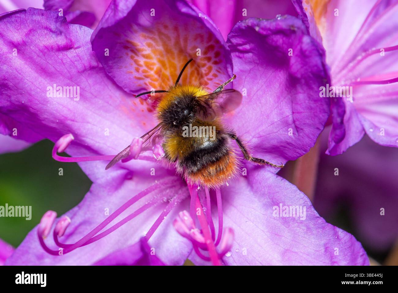 Bourdon précoce (Bombus pratorum) buvant sur la fleur colorée de rhododendron, Angleterre, Royaume-Uni Banque D'Images