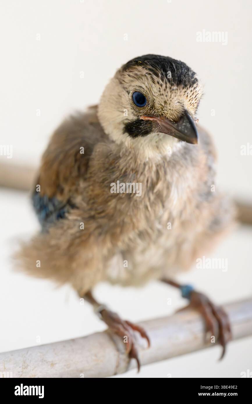 jay eurasien (Garrulus glandarius قيق أوراسي ) dans une salle de rééducation après traitement et avant libération photographié à l'Israeli Wildlife Hospit Banque D'Images