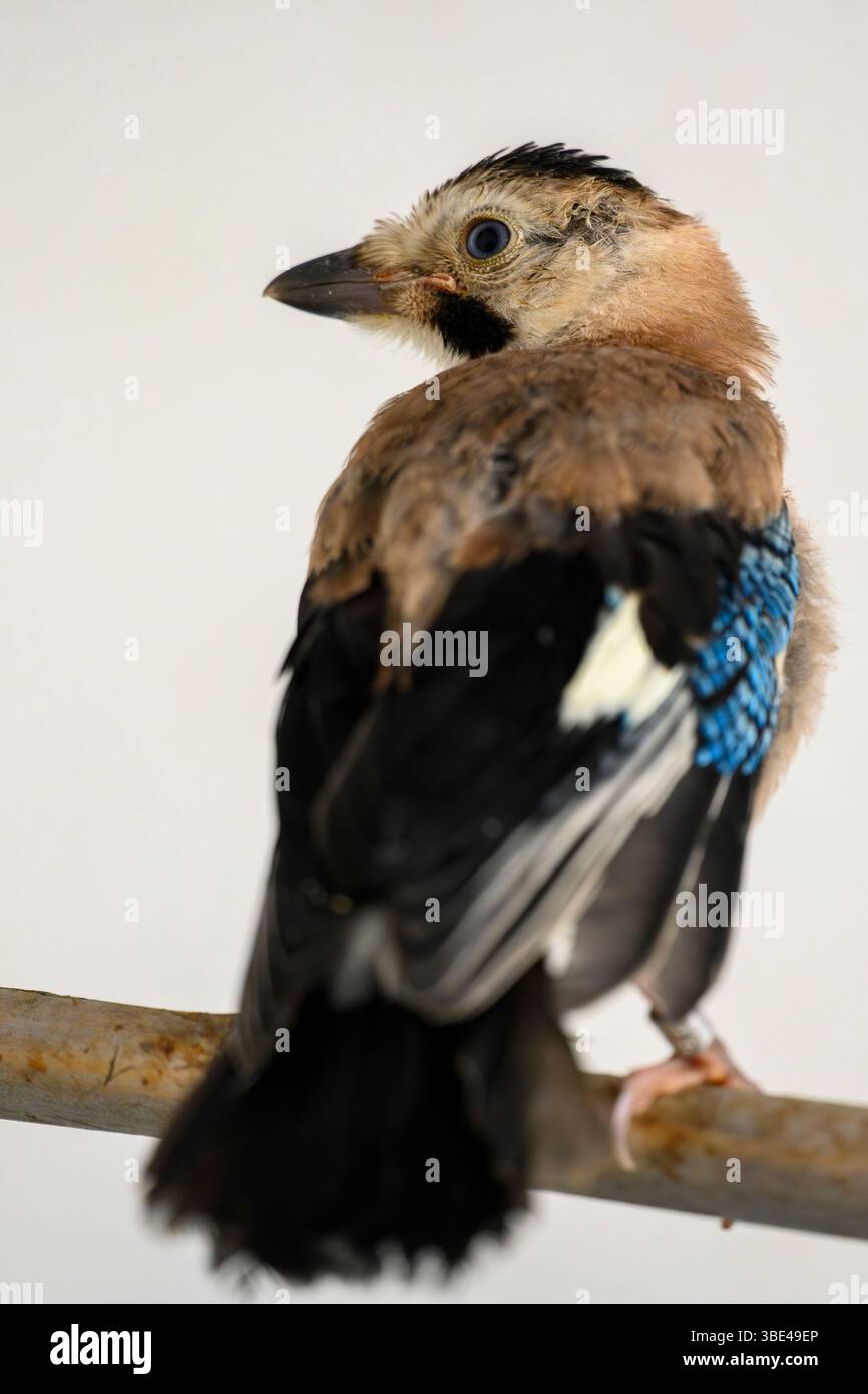 jay eurasien (Garrulus glandarius قيق أوراسي ) dans une salle de rééducation après traitement et avant libération photographié à l'Israeli Wildlife Hospit Banque D'Images