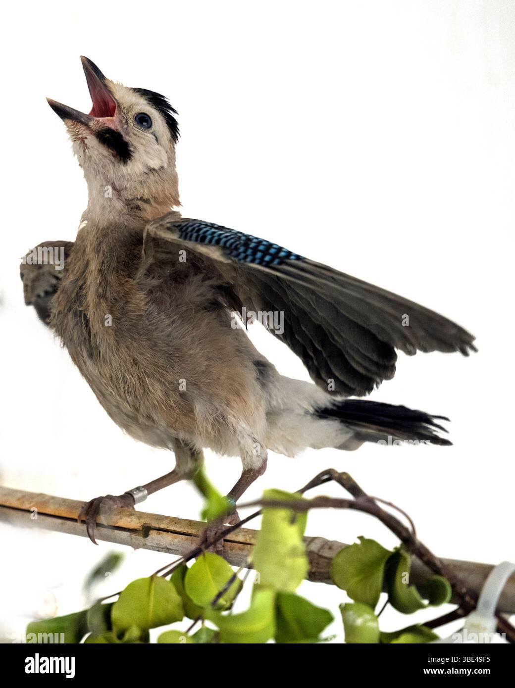 jay eurasien (Garrulus glandarius قيق أوراسي ) dans une salle de rééducation après traitement et avant libération photographié à l'Israeli Wildlife Hospit Banque D'Images