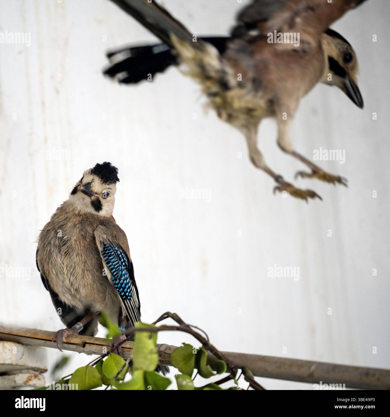 jay eurasien (Garrulus glandarius قيق أوراسي ) dans une salle de rééducation après traitement et avant libération photographié à l'Israeli Wildlife Hospit Banque D'Images