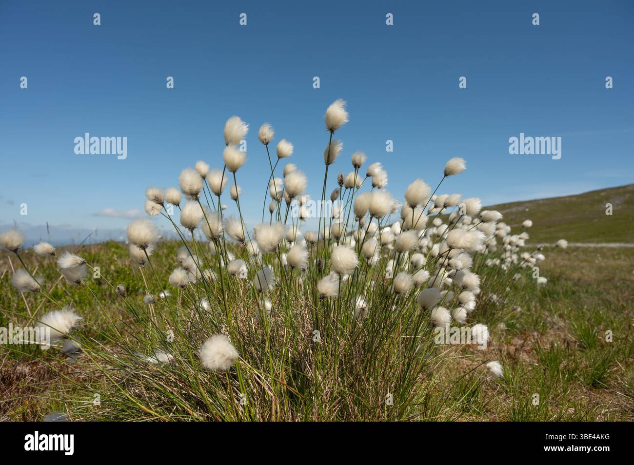 Coton de tourbière ou coton-graminé commun (Eriophorum angustifolium) cultivé dans la région montagneuse de Mynydd du, pays de Galles, Royaume-Uni Banque D'Images