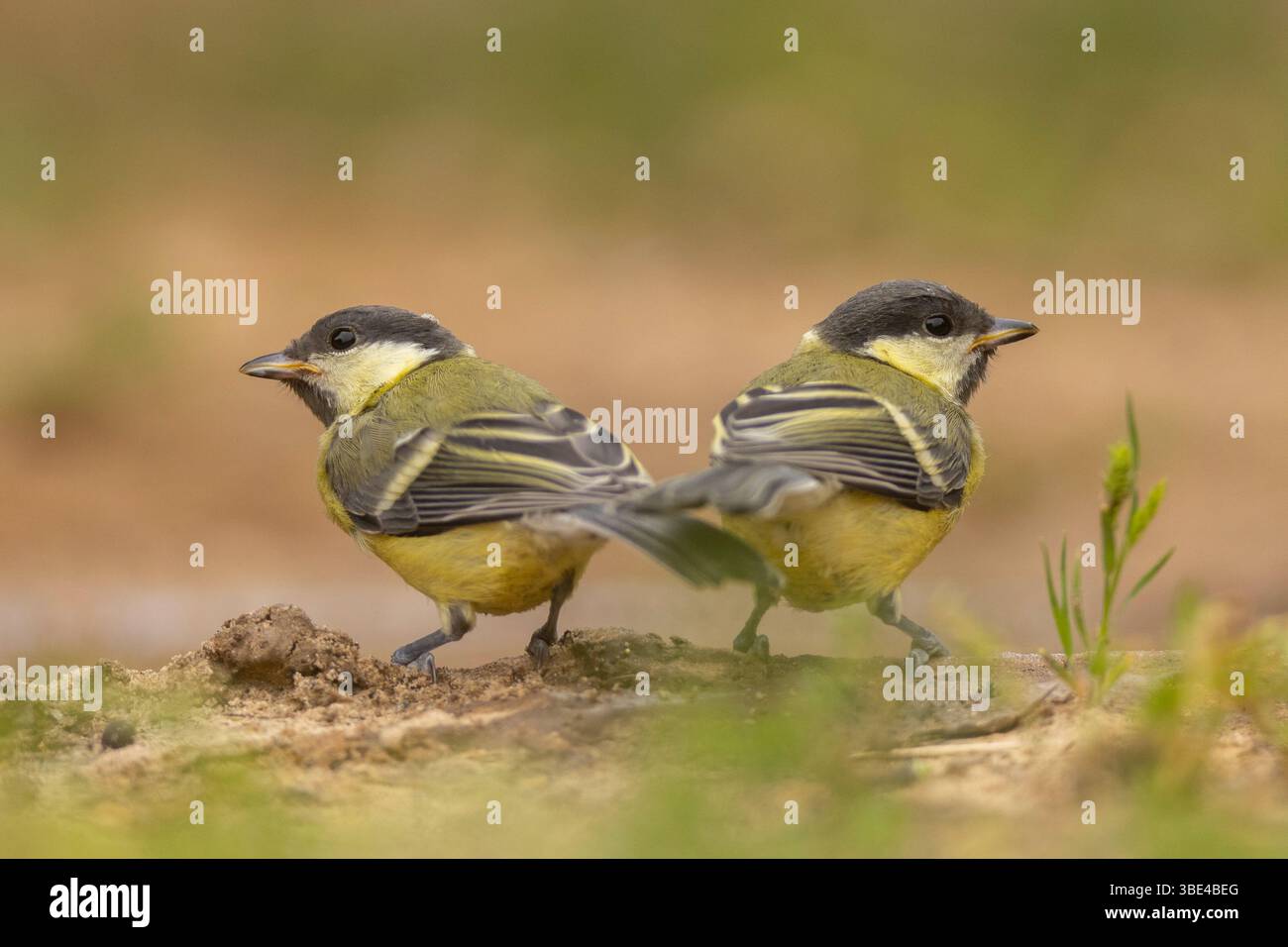 Grand Tit (parus major قرقف كبير ) au sol cet oiseau est répandu dans toute l'Europe et l'Asie et peut atteindre 14 centimètres de long. C'est primari Banque D'Images
