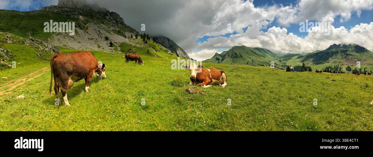 Les vaches errent et paissent paisiblement sur un vaste paysage alpin herbeux avec des nuages spectaculaires. Banque D'Images