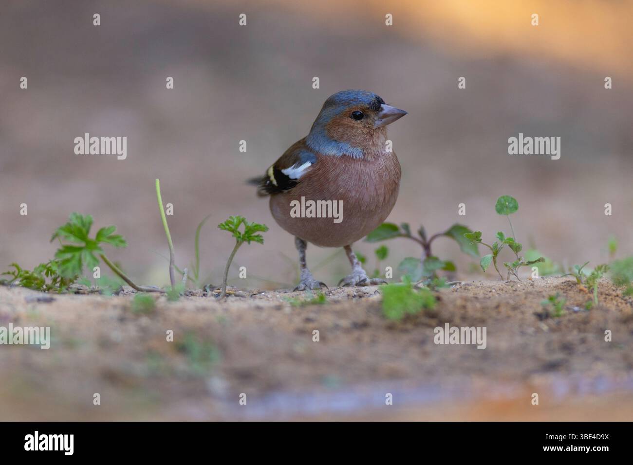 Chaffinch eurasien mâle, Chaffinch commun, ou simplement le Chaffinch (Fringilla coelebs شرشور العصافة المألوف ) sur le sol sont non migrateurs Banque D'Images