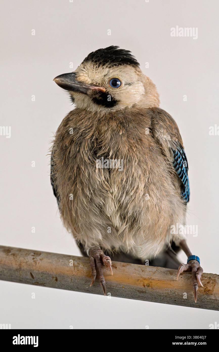 jay eurasien (Garrulus glandarius قيق أوراسي ) dans une salle de rééducation après traitement et avant libération photographié à l'Israeli Wildlife Hospit Banque D'Images