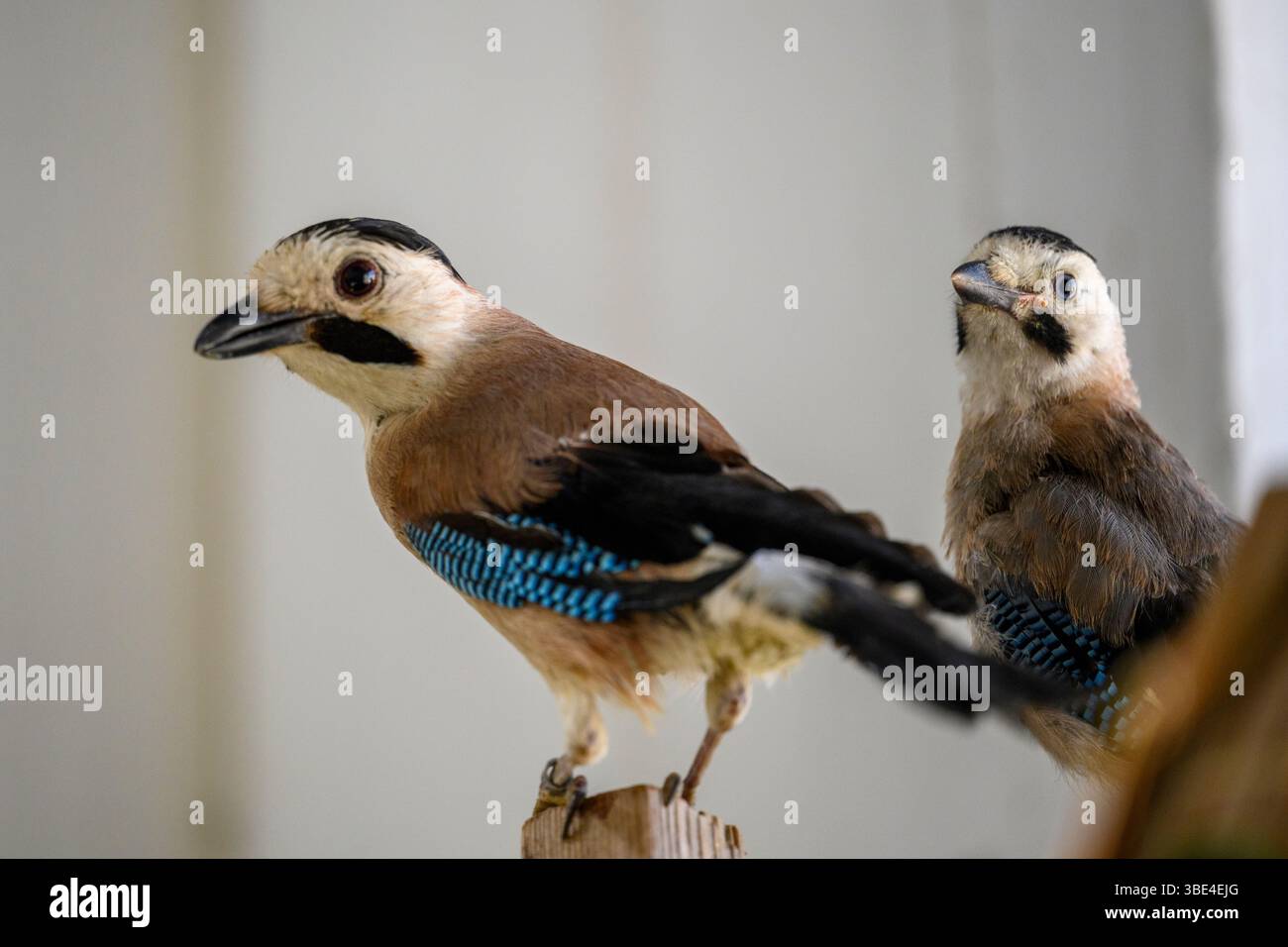 jay eurasien (Garrulus glandarius قيق أوراسي ) dans une salle de rééducation après traitement et avant libération photographié à l'Israeli Wildlife Hospit Banque D'Images
