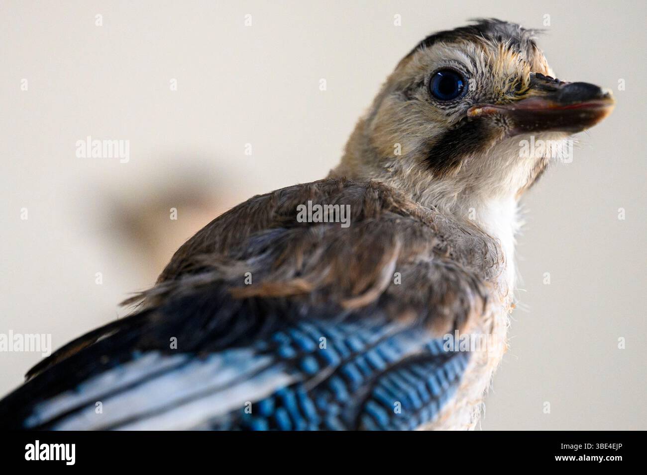 jay eurasien (Garrulus glandarius قيق أوراسي ) dans une salle de rééducation après traitement et avant libération photographié à l'Israeli Wildlife Hospit Banque D'Images