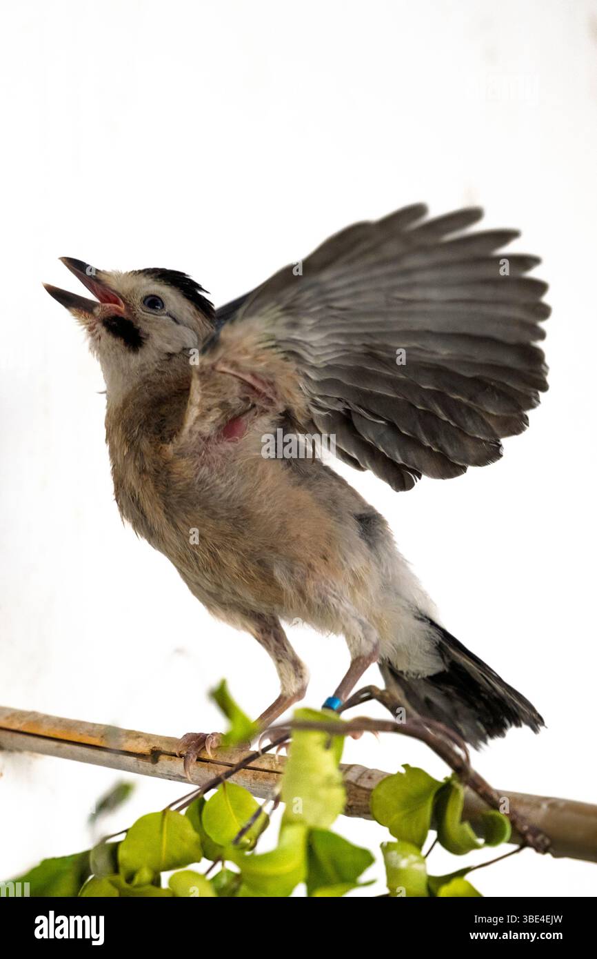 jay eurasien (Garrulus glandarius قيق أوراسي ) dans une salle de rééducation après traitement et avant libération photographié à l'Israeli Wildlife Hospit Banque D'Images