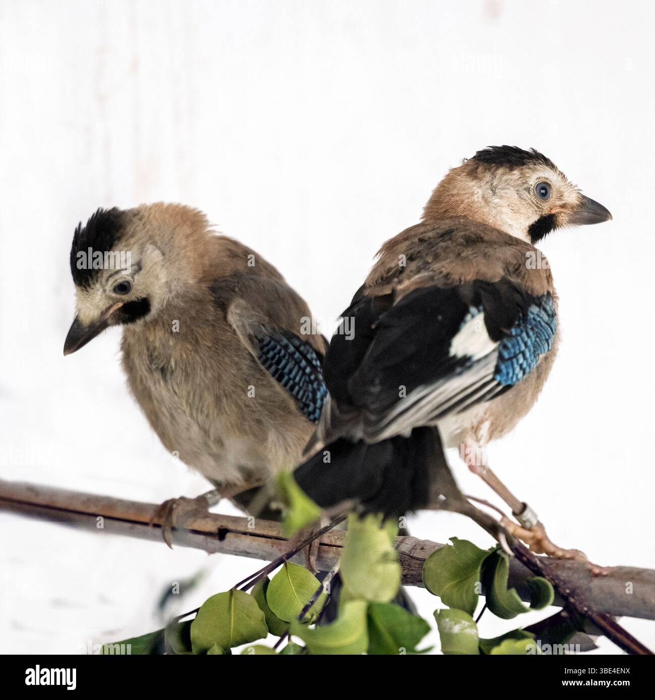 jay eurasien (Garrulus glandarius قيق أوراسي ) dans une salle de rééducation après traitement et avant libération photographié à l'Israeli Wildlife Hospit Banque D'Images