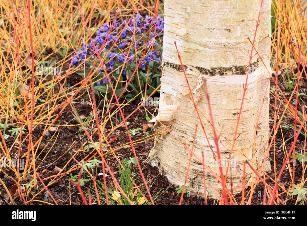 Betula utilis subsp. Bouleau jacquemontii sous-planté avec Cornus Midwinter Fire et Pulmonaria Blue Ensign RHS Garden Harlow Carr Winter Walk. Banque D'Images
