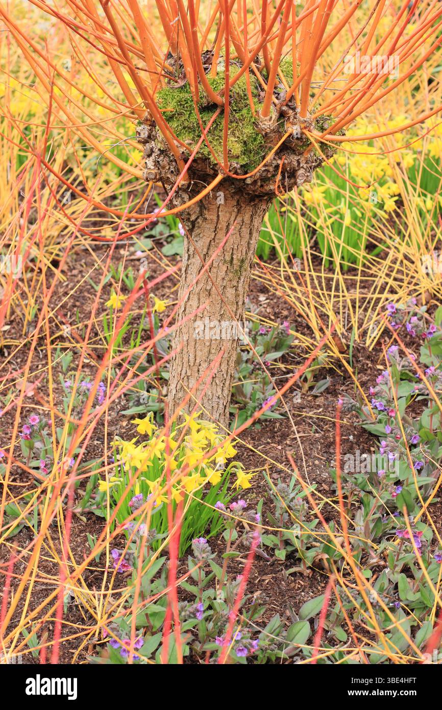Pollarded Salix alba var. Vitellina 'Yelverton' sous-plantée avec Cornus sanguinea 'Midwinter Fire' , Narcisse tete a tete et pulmonaria. ROYAUME-UNI Banque D'Images