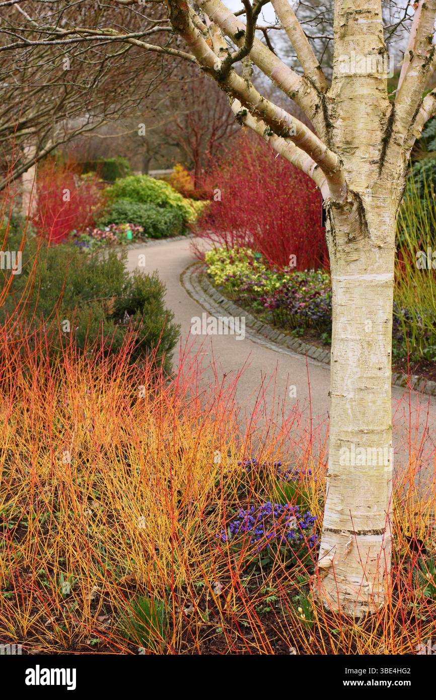 RHS Garden Harlow Carr Winter Walk avec Betula utilis subsp. Arbre de jacquemontii, Cornus Midwinter Fire, Pulmonaria Blue Ensign, hellebores et plus encore. Banque D'Images