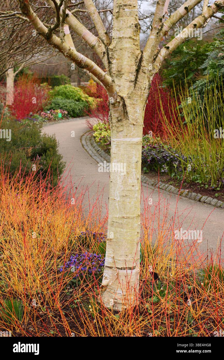 RHS Garden Harlow Carr Winter Walk avec Betula utilis subsp. Arbre de jacquemontii, Cornus Midwinter Fire, Pulmonaria Blue Ensign, hellebores et plus encore. Banque D'Images