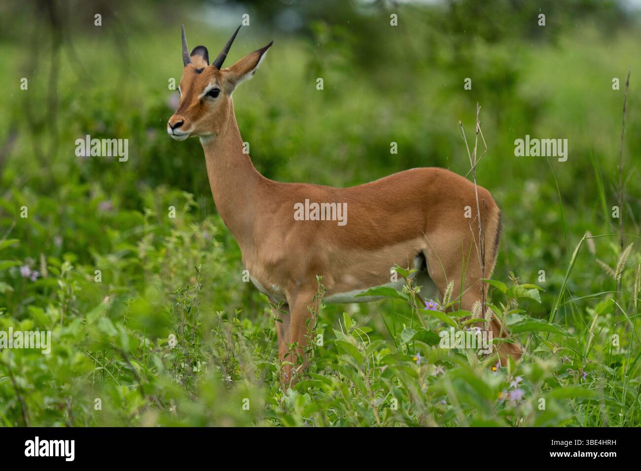 Antilope Impala dans les prairies, Parc national de Tarangire, Tanzanie Banque D'Images