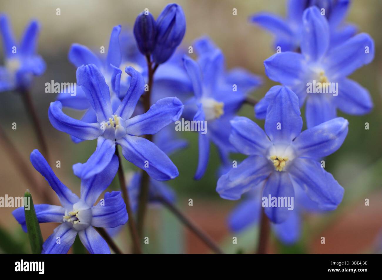 Scilla sardensis. Moins de gloire de la neige affichant des fleurs bleu foncé caractéristiques au printemps. ROYAUME-UNI Banque D'Images