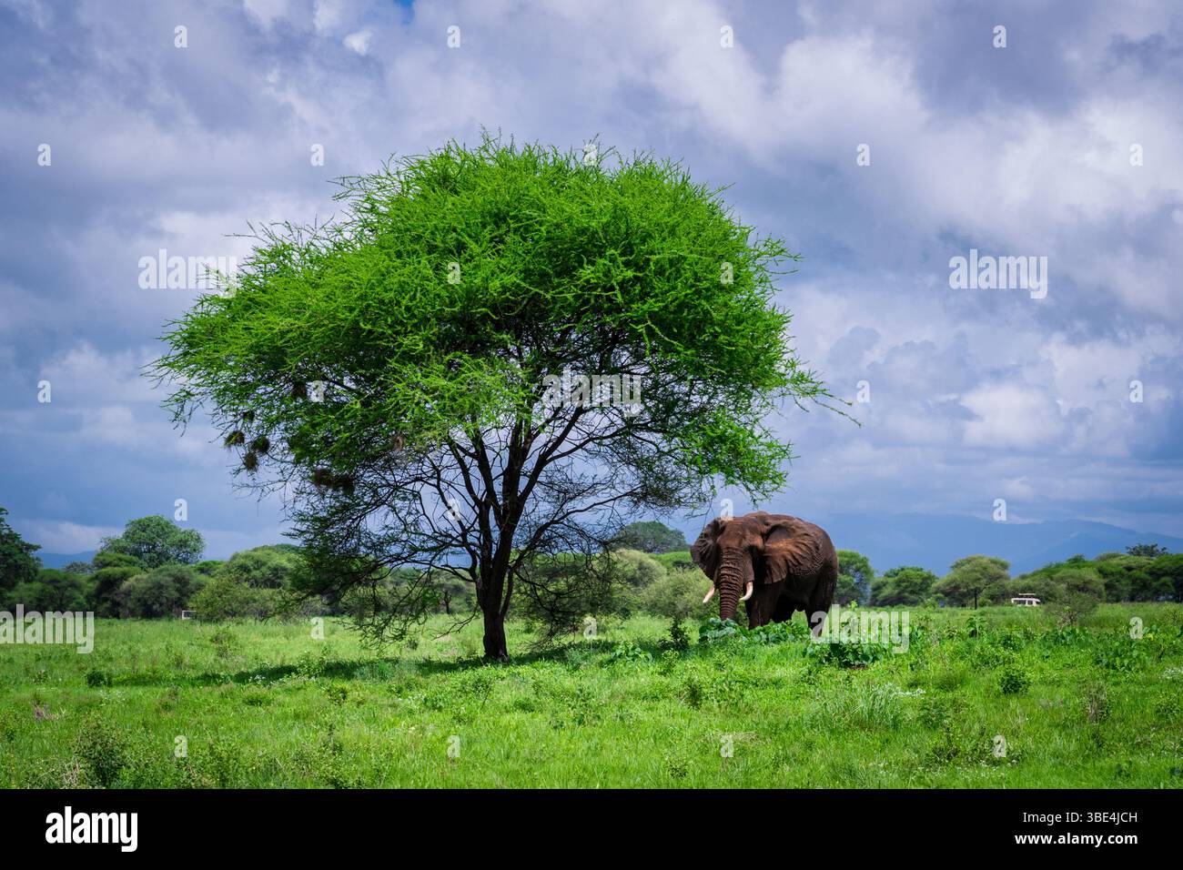 Éléphant d'Afrique paissant à côté de l'arbre d'acacia dans le parc national de Tarangire Banque D'Images