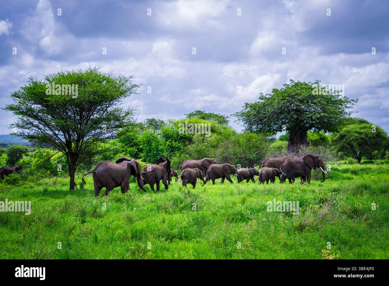 Troupeau d'éléphants errant dans la savane dans le parc national de Tarangire Banque D'Images