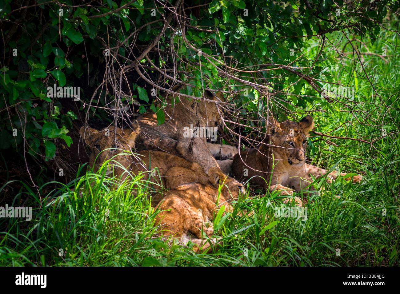 Fierté du lion reposant à l'ombre dans le parc national de Tarangire Banque D'Images