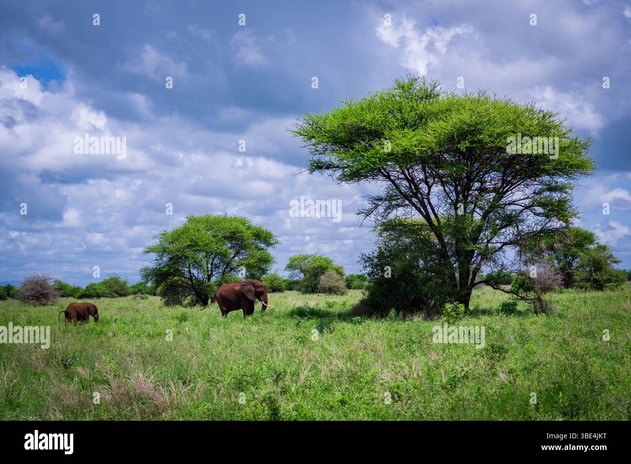 Mère éléphante et veau pâturant sous les acacia à Tarangire Banque D'Images