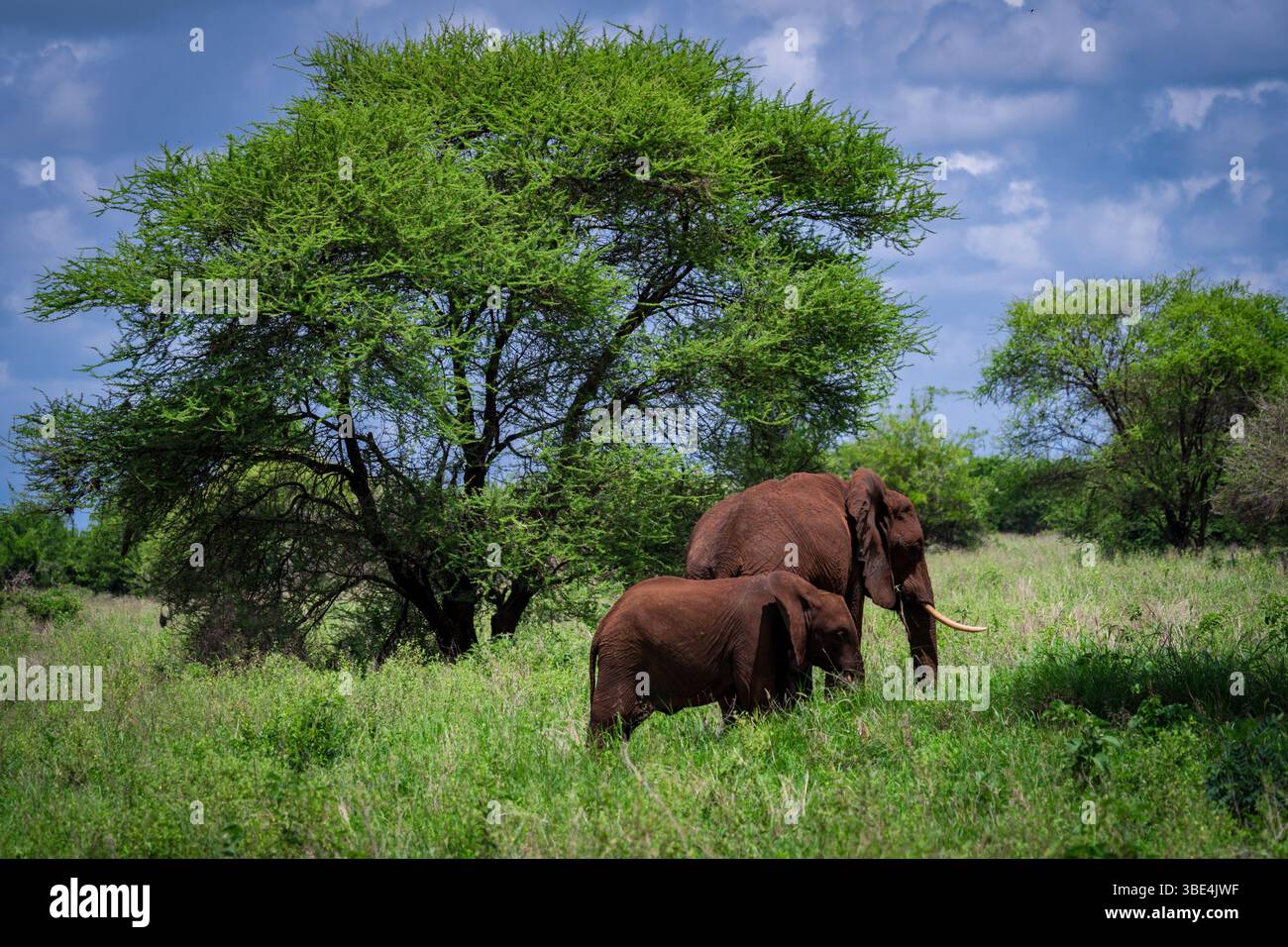 Mère éléphant et veau pâturant dans la savane Banque D'Images