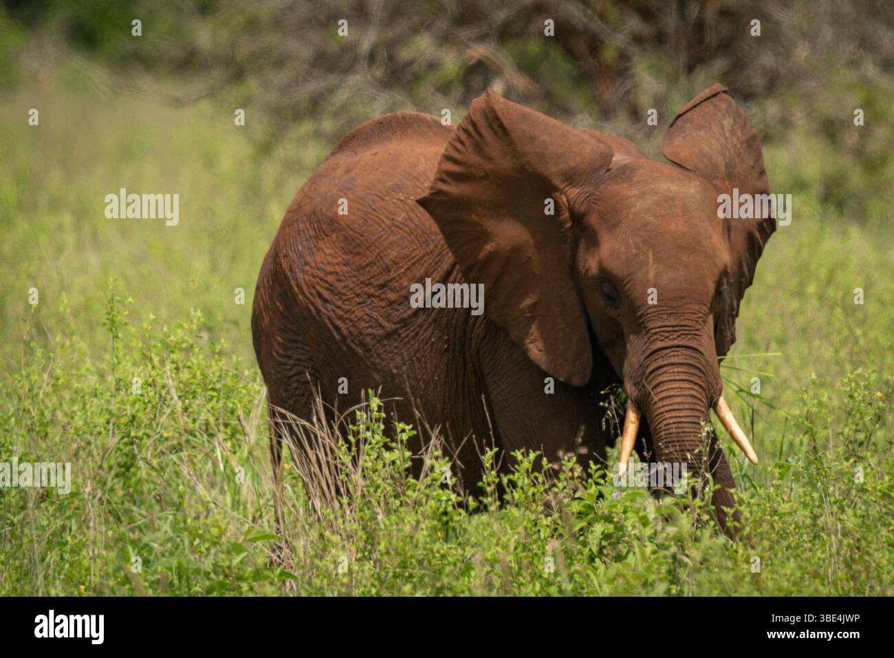 Jeunes veaux éléphants qui paissent dans le parc national de Tarangire Banque D'Images