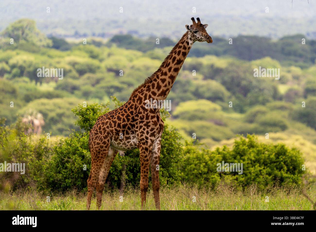 Girafe debout dans le paysage de savane africaine Banque D'Images