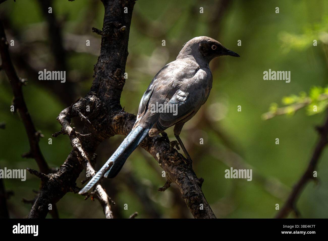 Starling perché sur une branche d'arbre dans un habitat vert naturel, oiseau sauvage africain en gros plan Banque D'Images