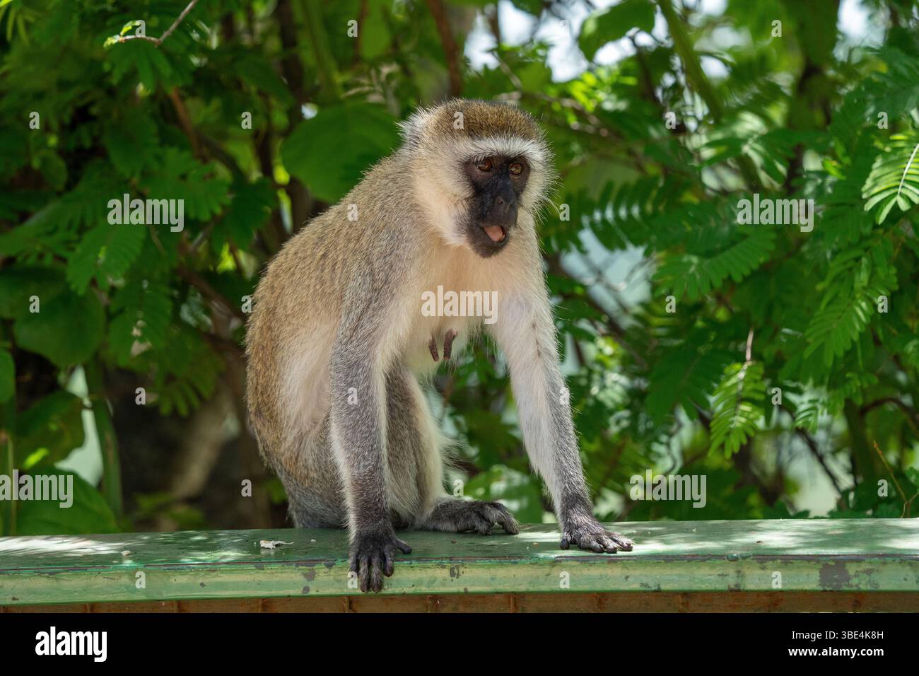 Singe vervet assis sur la balustrade avec fond de feuillage vert, faune primate africaine Banque D'Images