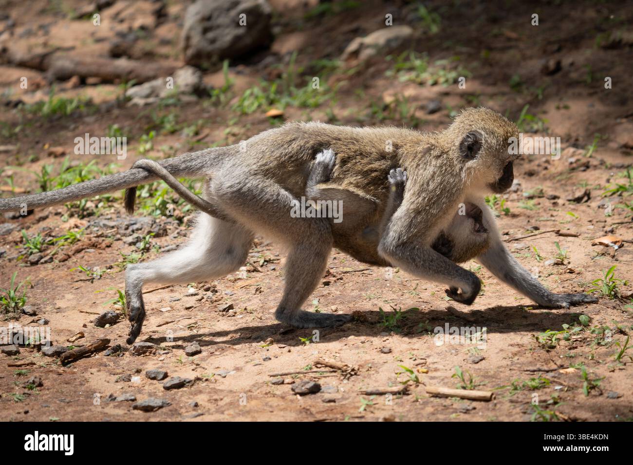 Mère singe vervet portant bébé en mangeant dans un habitat naturel, comportement parental de la faune africaine Banque D'Images