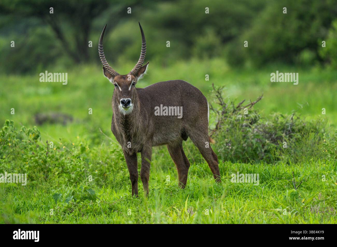 Waterbuck mâle debout dans les prairies vertes, parc national de Tarangire Banque D'Images