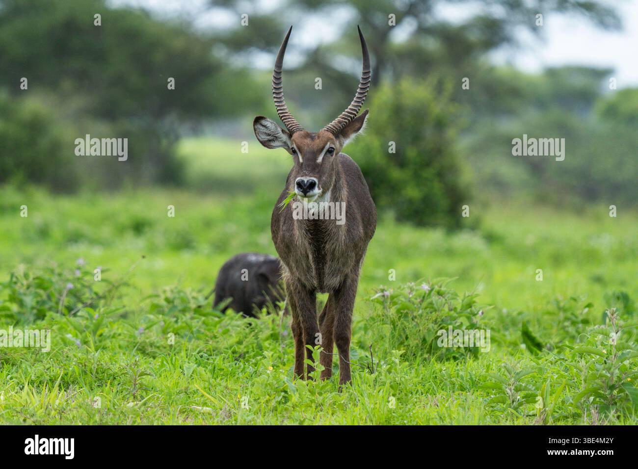 Waterbuck mâle debout dans les prairies vertes, parc national de Tarangire Banque D'Images