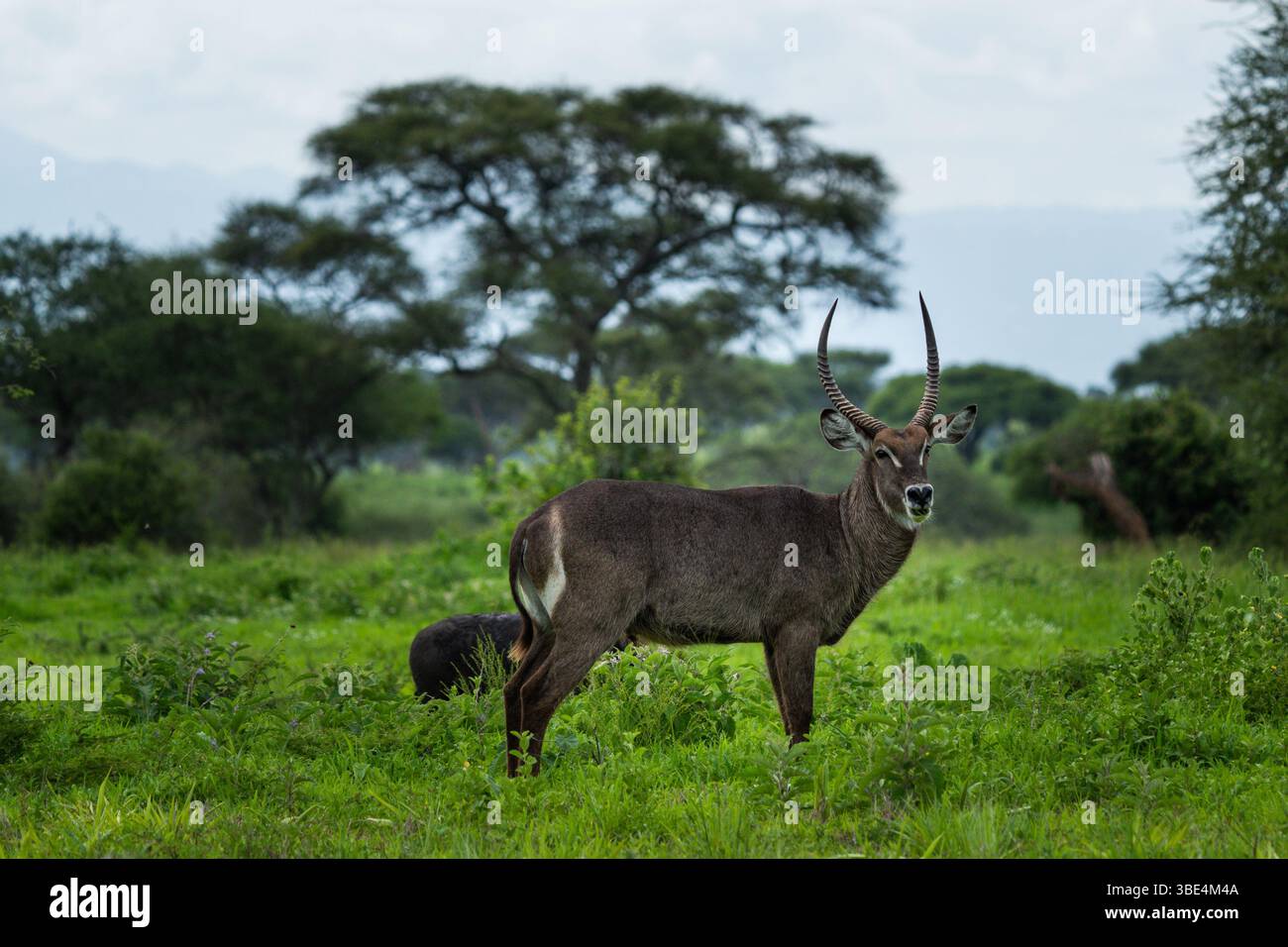 Waterbuck mâle debout dans les prairies vertes, parc national de Tarangire Banque D'Images