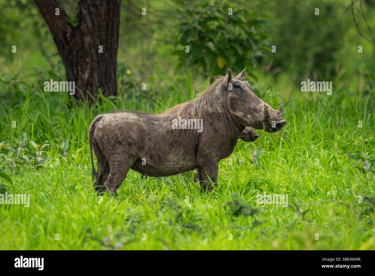 Phacochère commun dans les prairies, parc national de Tarangire Banque D'Images