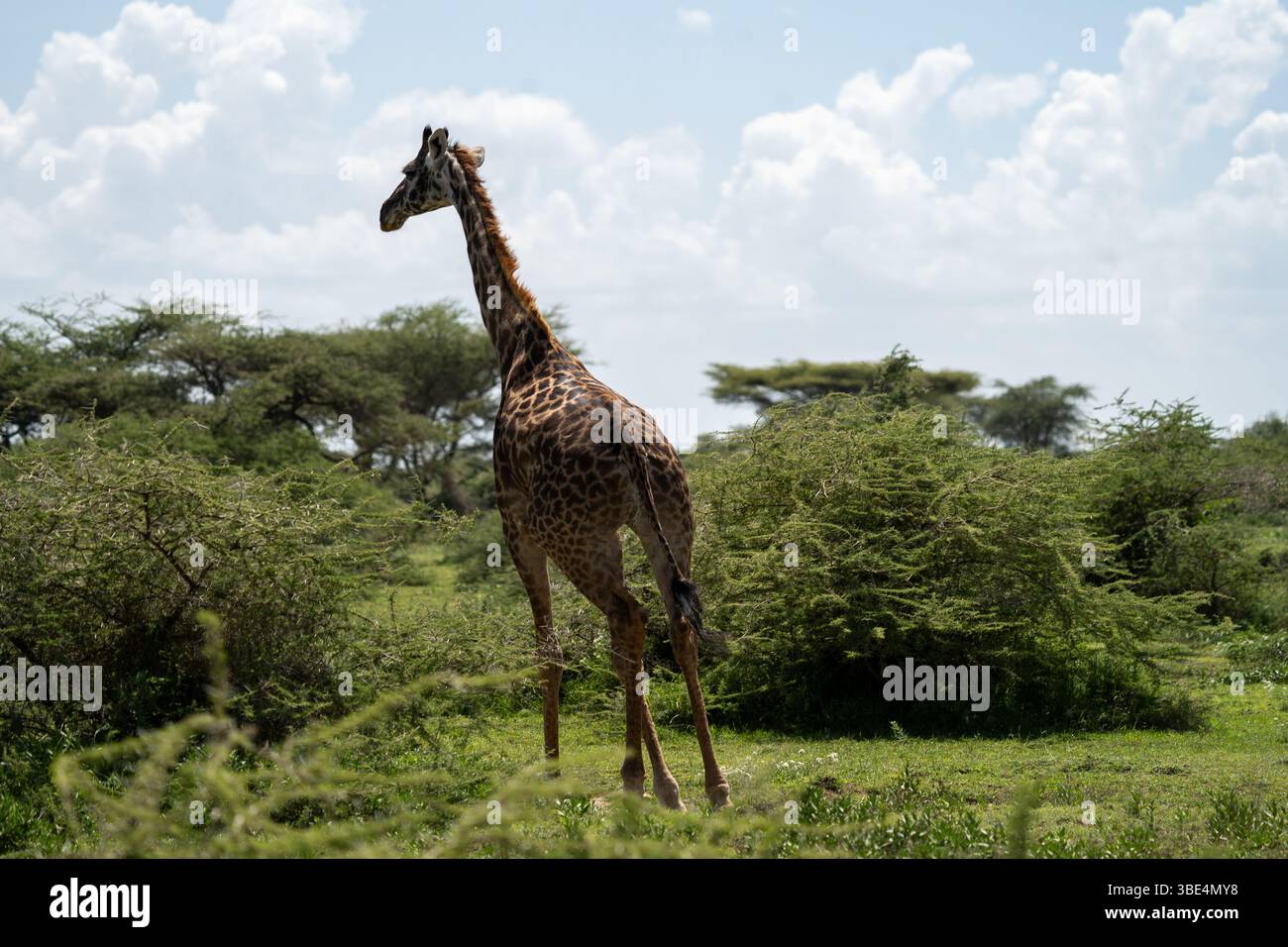 Girafe marchant à travers la forêt d'acacia dans le Serengeti Banque D'Images