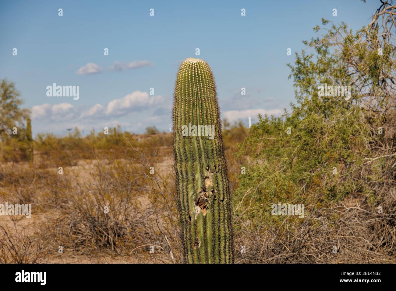 Cactus saguaro solitaire debout haut dans un paysage désertique sec avec broussailles clairsemées et un ciel bleu vif dans le désert de Sonora en Arizona. Banque D'Images