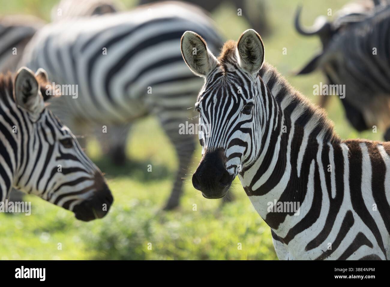 Zèbre des plaines dans les prairies du Serengeti, Tanzanie, avec troupeau en arrière-plan Banque D'Images