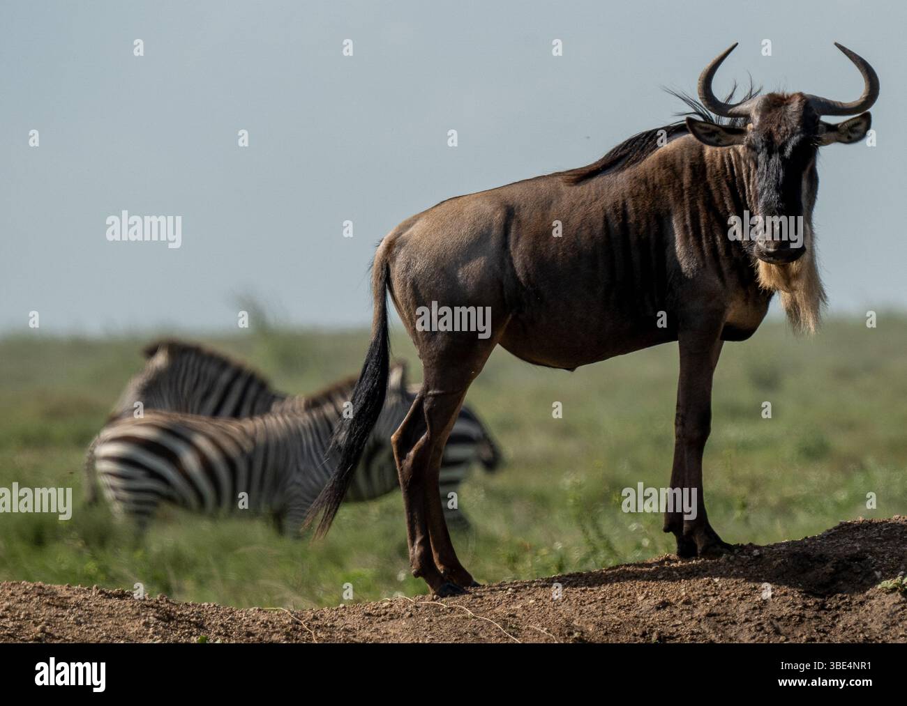 Gnous debout avec des zèbres dans les prairies du Serengeti Banque D'Images