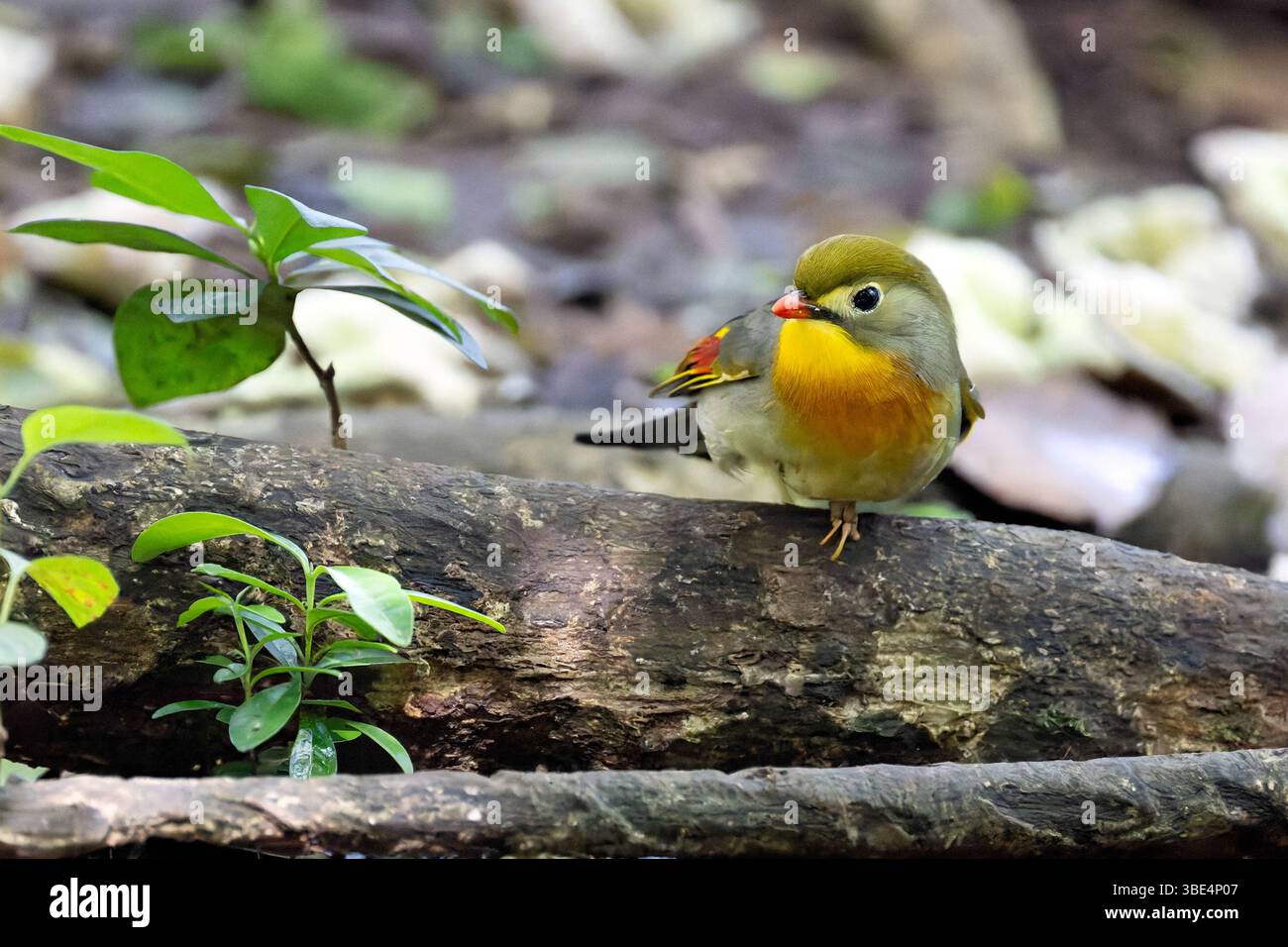 Le Leiothrix à bec rouge (Leiothrix lutea) a été introduit dans les îles d'Hawaï en 1918 Banque D'Images