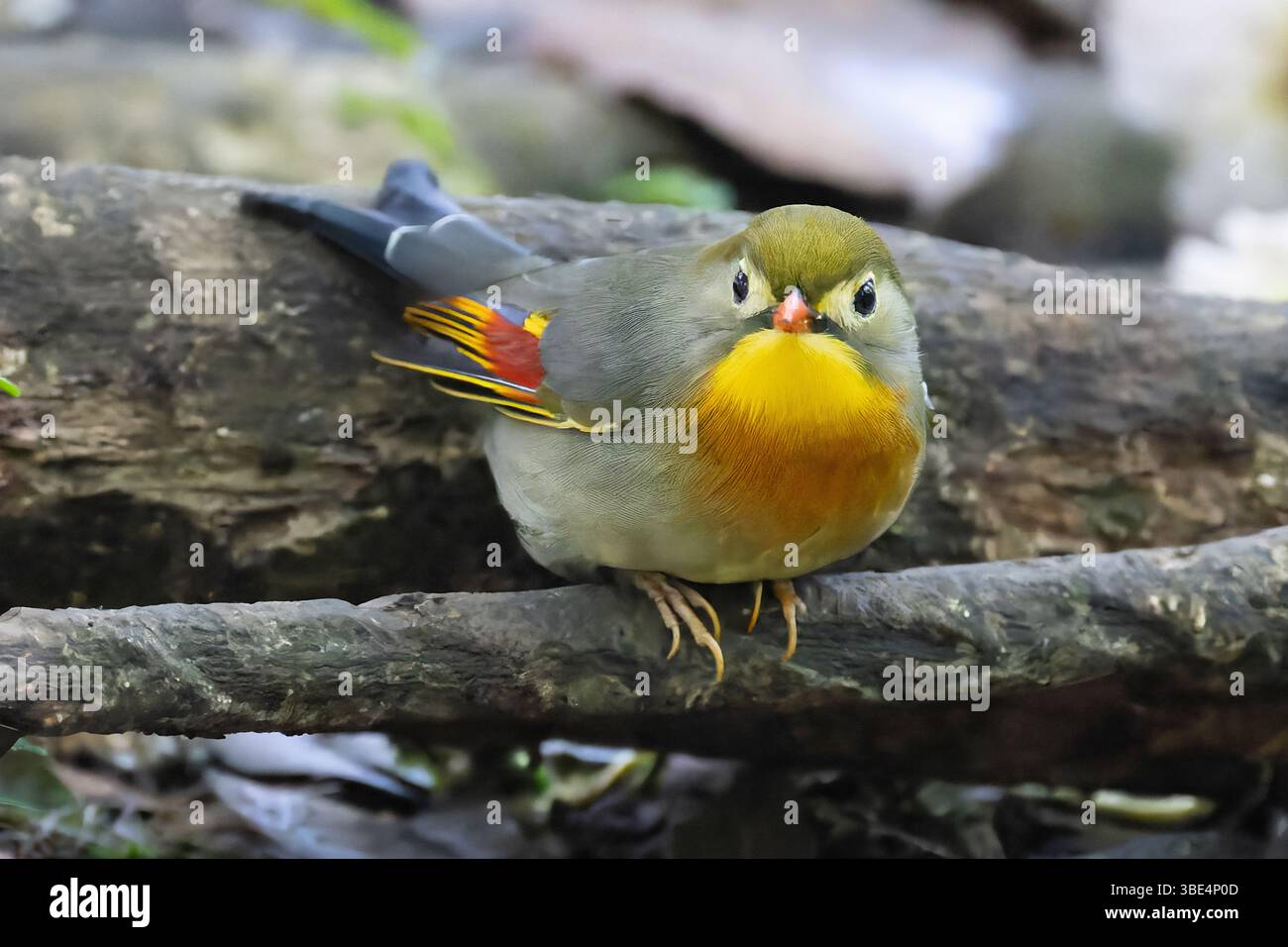 Le Leiothrix à bec rouge (Leiothrix lutea) a été introduit dans les îles d'Hawaï en 1918 Banque D'Images