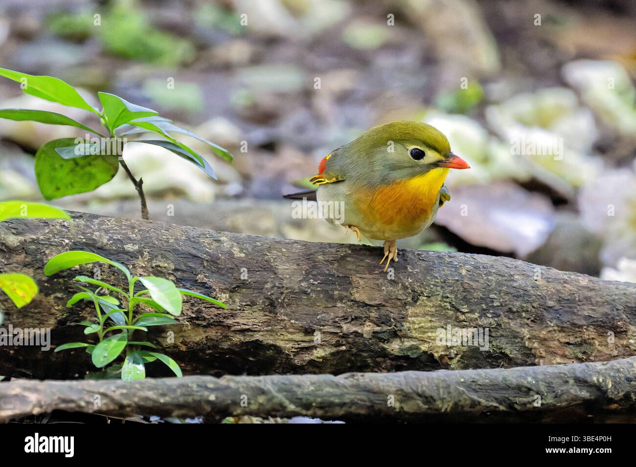 Le Leiothrix à bec rouge (Leiothrix lutea) a été introduit dans les îles d'Hawaï en 1918 Banque D'Images
