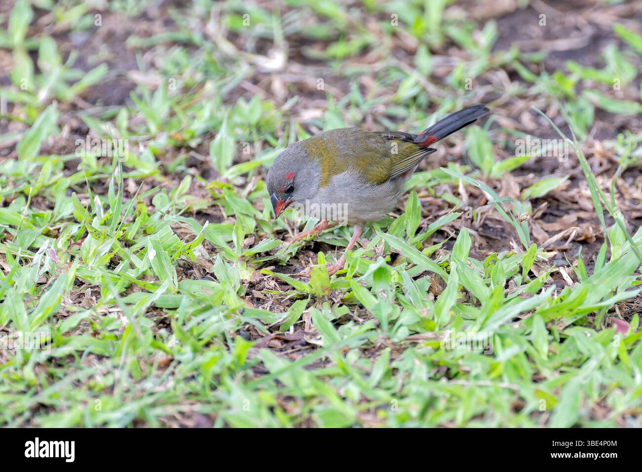 Le firetail à sourcils rouges (Neochmia temporalis) est une espèce introduite à Tahiti Banque D'Images