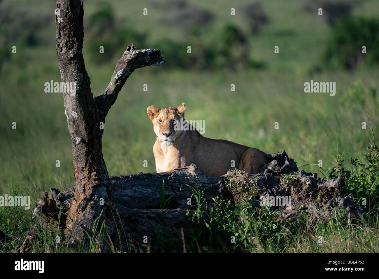 Lionne se reposant et regardant devant dans le parc national du Serengeti Banque D'Images