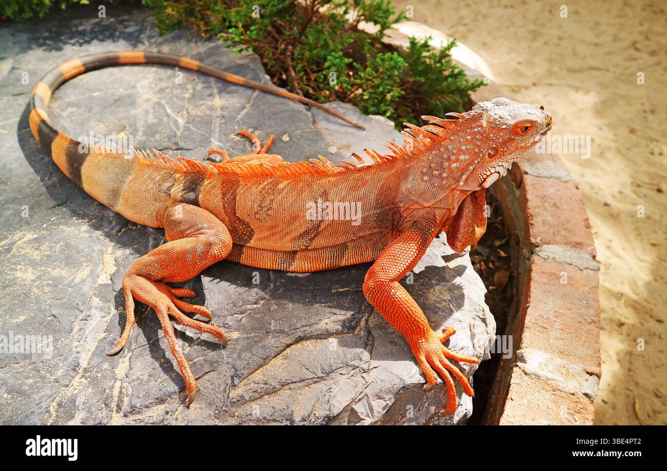 Vibrant Orange couleur Vert Iguana relaxant à la lumière du soleil Banque D'Images
