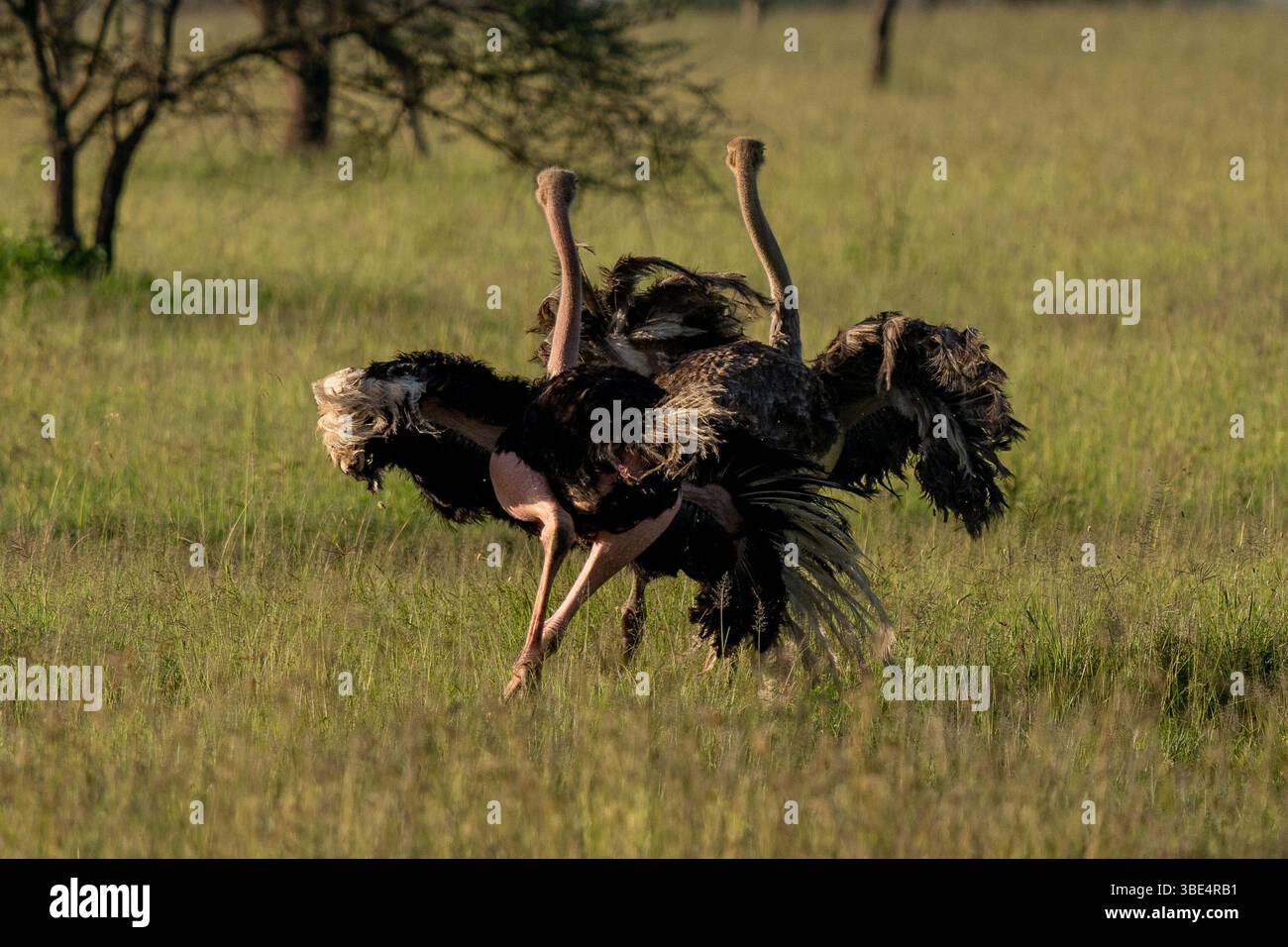 Paire d'autruches communes marchant dans les prairies du Serengeti Banque D'Images