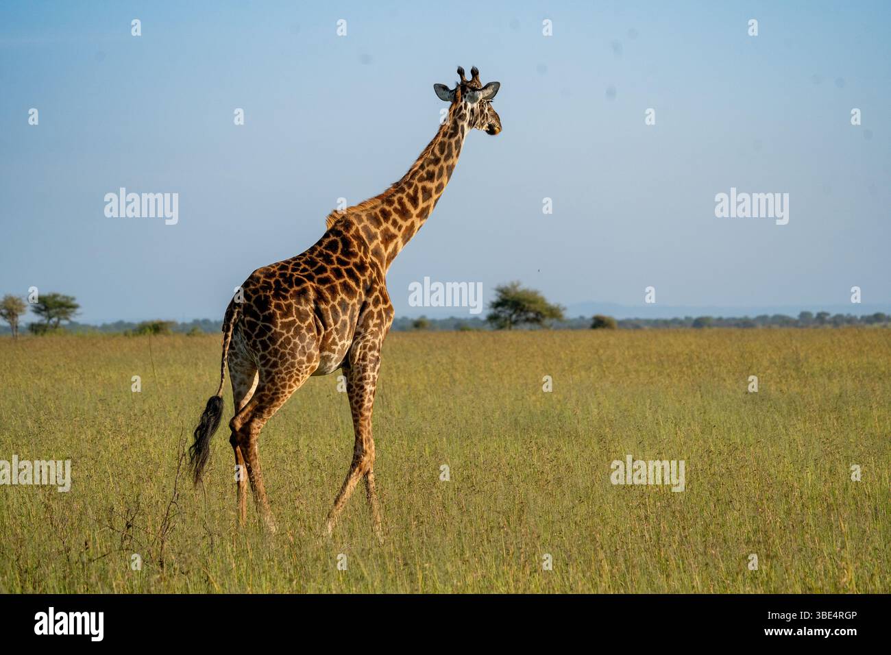 Girafe Masai marchant dans les prairies du Serengeti Banque D'Images