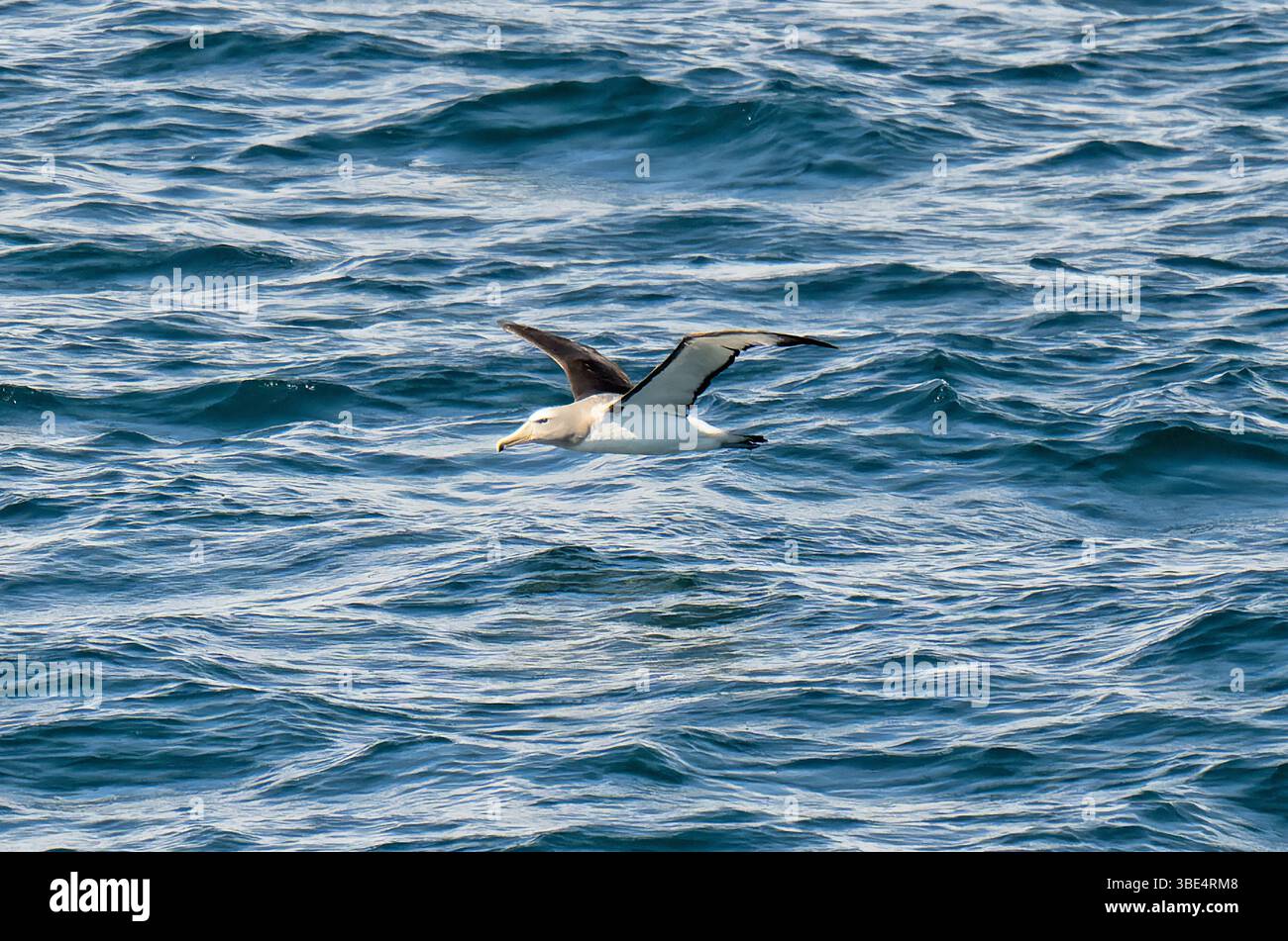 De l'albatros de Salvin (Thalassarche salvini) Banque D'Images
