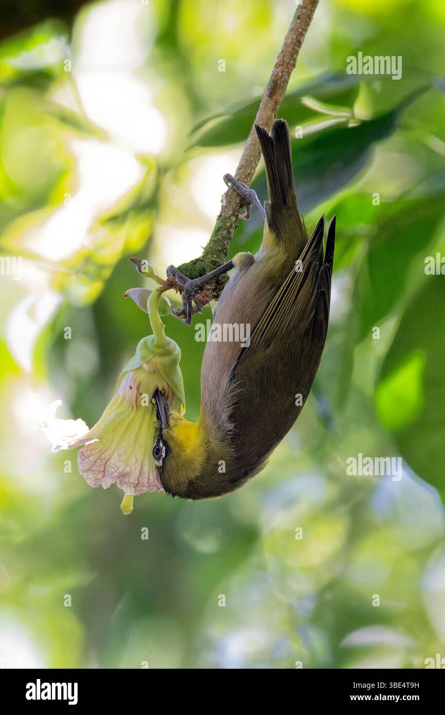 Warbling White Eye (Zosterops japonicus) se nourrissant de nectar Banque D'Images